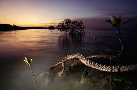 Photo: Eastern diamondback hangs on branch of mangrove tree