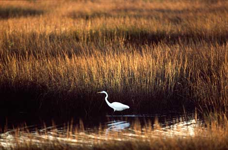 Photo: Great egret in marsh area