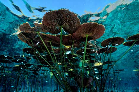 Photo: Long-stemmed water lilies reach for the hot Mexican sun while schools of fish feed in their shade