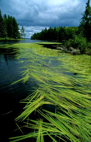 Photo: Green grasses float in a river